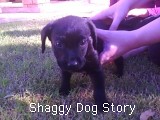 Shaggy Dog logo