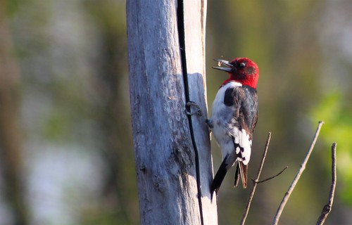 Red-headed Woodpecker 3