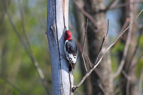 Red-headed Woodpecker 4