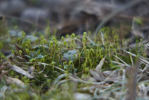 Emerging Spring - Moss
