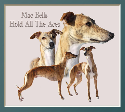 Animagi Whippets Collagen -  Schoko - Mac Bells Hold All The Aces