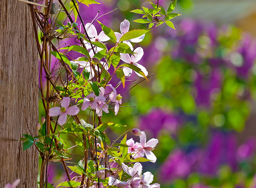 Clematis by targut