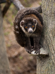 Omaha lemur
