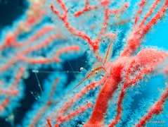 Transparent commensal shrimp - Koh Tao Island, Thailand