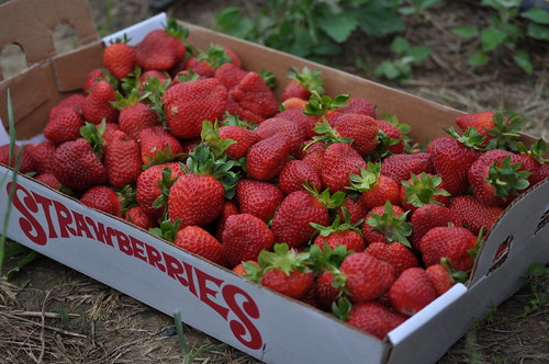 Strawberry Picking ::