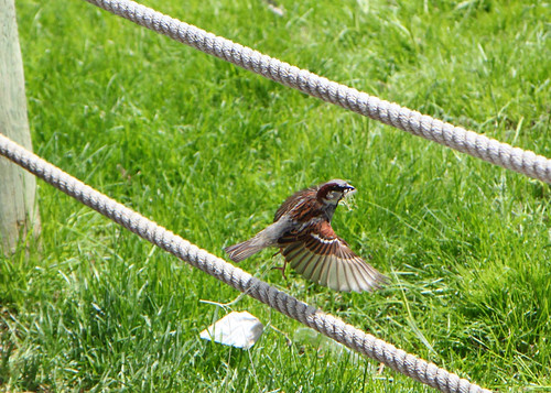 sparrow in flight