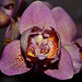 Orquídea.