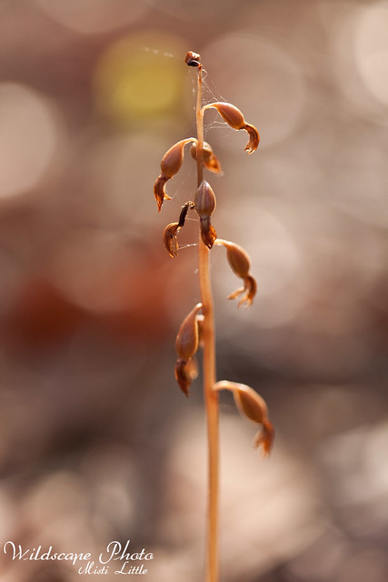 coral root