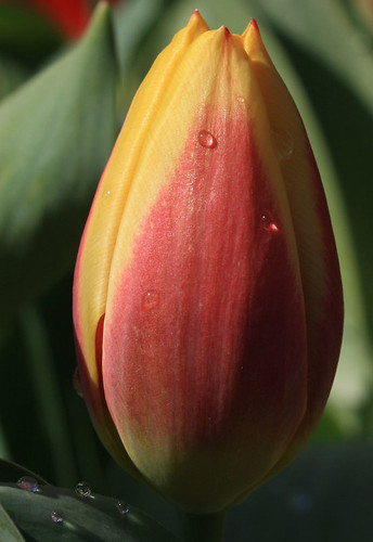 Red-yellow Tulip Bud