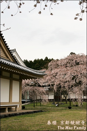 京都 醍醐寺櫻花