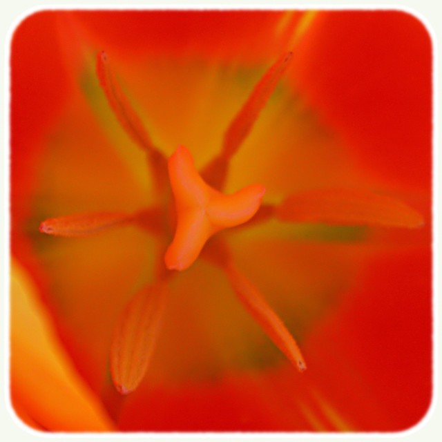 Cœur de tulipe orange mode antique photo border améliorer