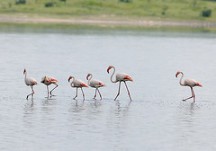 Greater Flamingo at Lake Ndutu