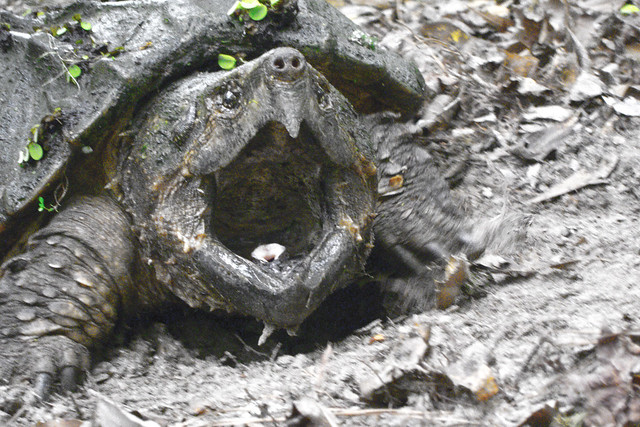 big thicket alligator snapping turtle