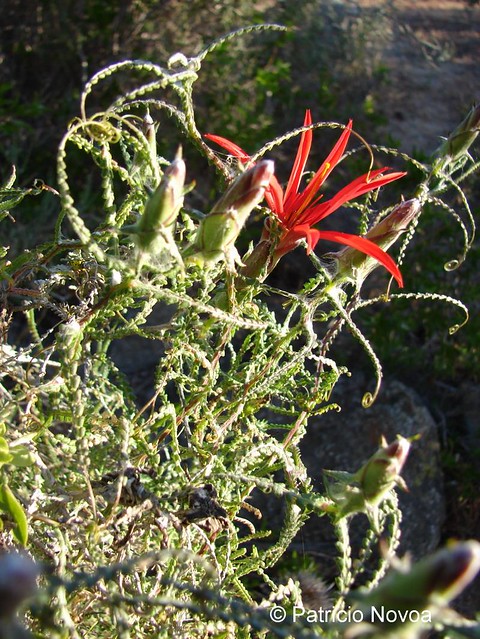 Ejemplar de <i>Mutisia spectabilis</i> creciendo en el Parque Nacional Fray Jorge, Región de Coquimbo. <br>En esta foto se aprecia la flor.