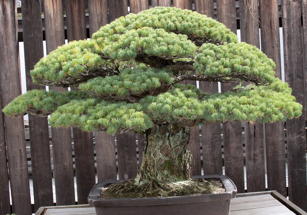 Japanese White Pine {pinus parviflora} t by Drew Avery, on Flickr