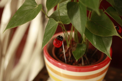 mom's plant with a fake ladybug