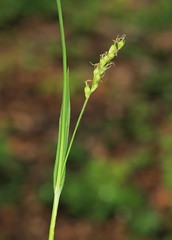 Carex pilosa (48°11' N 16°04' E)