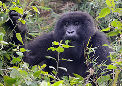 Female Mountain Gorilla, Sabyinyo Group