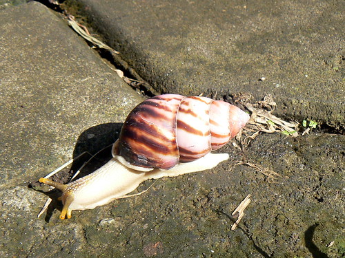 Bali snail
