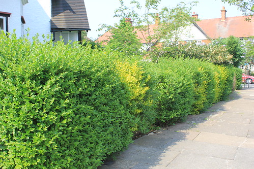 An Unruly Hedge