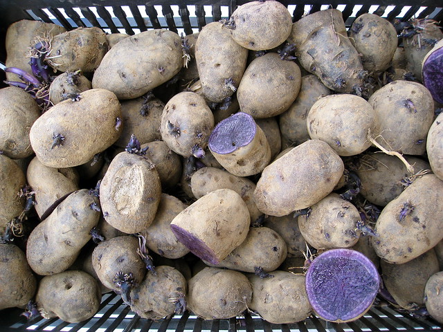 Potatoes 01
