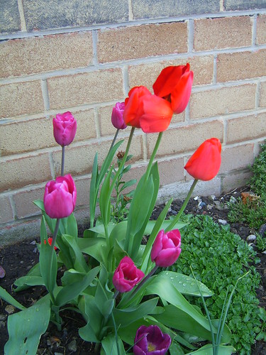 110411 Tulips in Garden