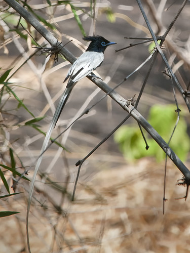Asian Paradise Flycatcher, male. White morph