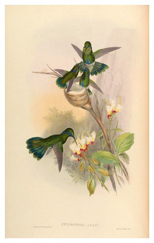 014-An introduction to the Trochilidae or family of humming-birds- Vol 4- 1861-John Gould