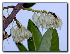 Blue Quandong - flowering tree by Tatters:)