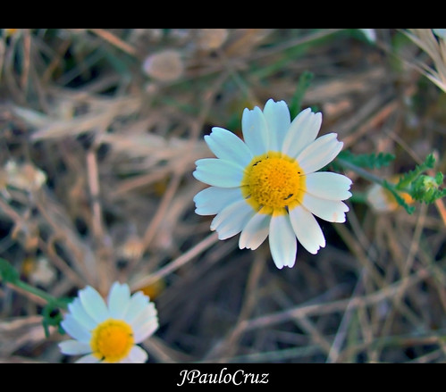 Flor / Flower by JPauloCruz