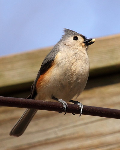 Tufted Titmouse with Food