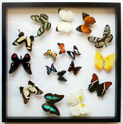 Real Framed Butterfly Gift Collection in Black Display