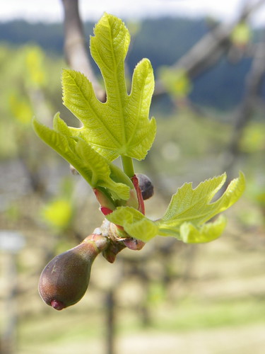 Fig tree fruiting by titusvineyards