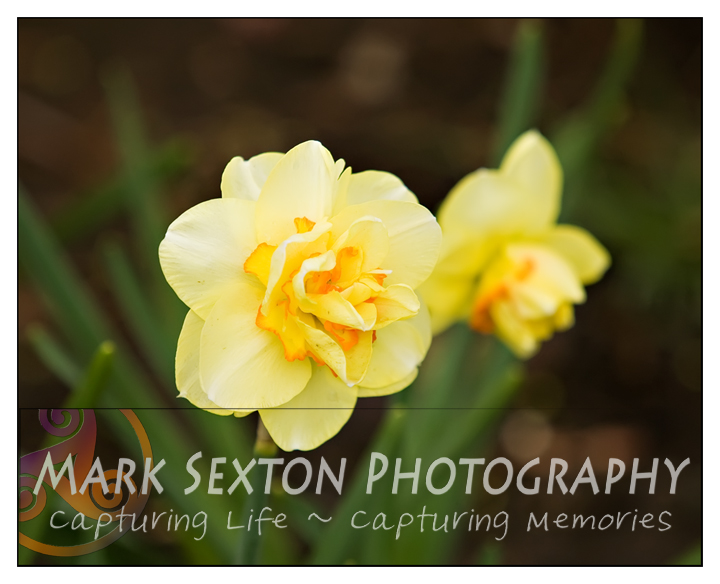 Spring Flowers - daffoldils