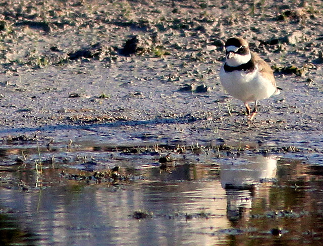 Semipalmated Plover 2-20110422