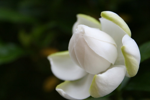 First gardenia bud of 2011