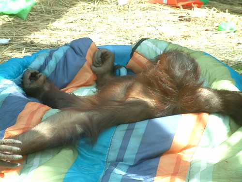 This is the life ? by Sunshine Gorilla