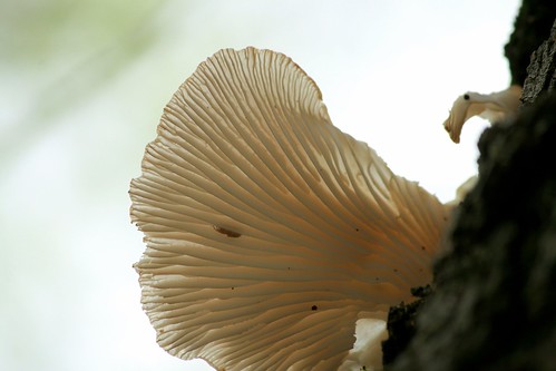 Fungus growing on my tree