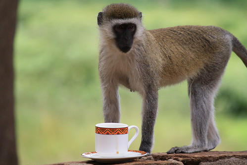 Trinken Affen Kaffee?