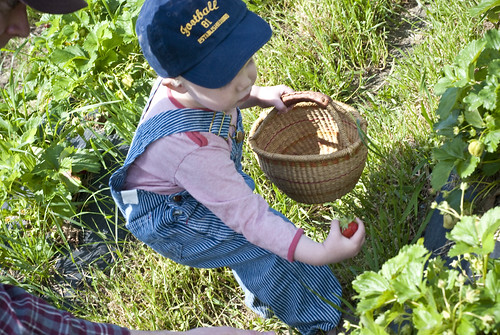 strawberry picking 5