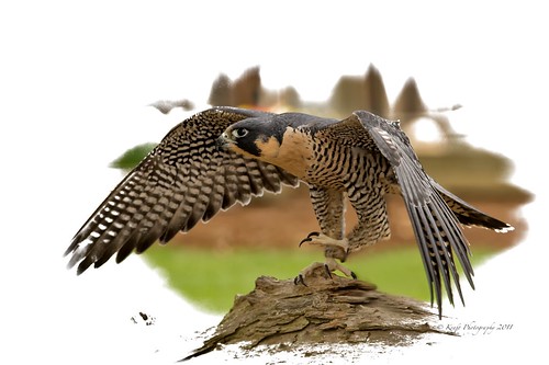 Peregrine Falcon by denakraft