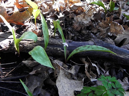Minnesota Dwarf Trout Lily (Erythronium propullans), May 3, 2011