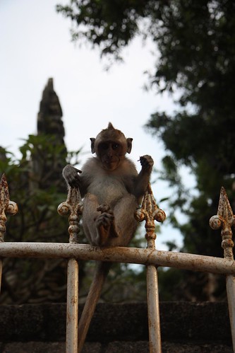 monkey the temple of uluwatu