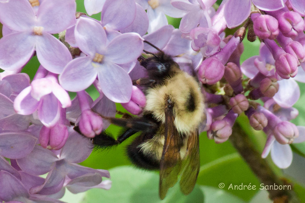 Bumblebee on Lilacs-2.jpg