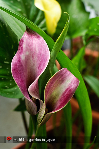 blooming-calla-lily-2