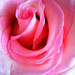 Mothers' Day Roses - 1