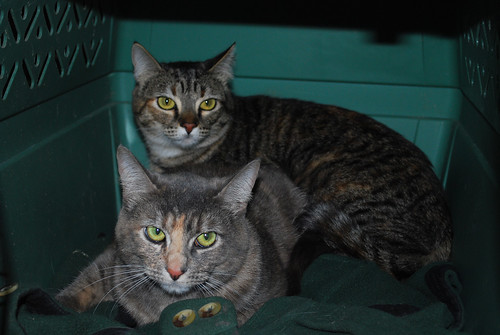 Our Foster Cats: Quila and Loki by Sandee4242