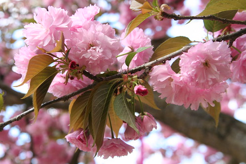 Third Grade Cherry Blossom Poetry Festival