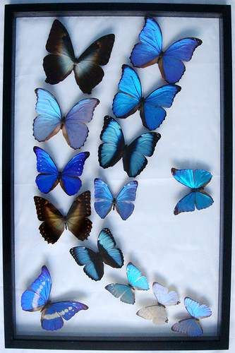Real Framed Blue Morpho Butterflies Mother's Day Gift