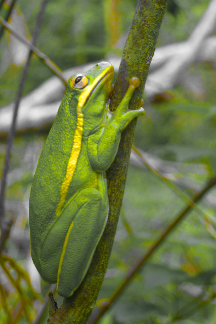 big thicket tree frog